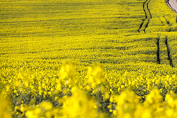 Image showing Canola field