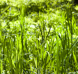 Image showing Green grass