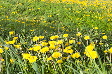 Image showing Yellow dandelions