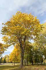 Image showing maple tree with yellowing leaves in autumn park