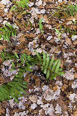 Image showing Rotting foliage, close-up