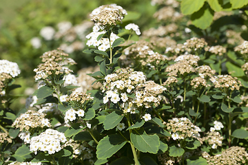 Image showing White flower