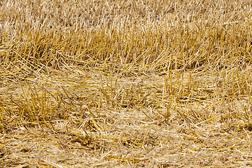 Image showing Harvest cereals