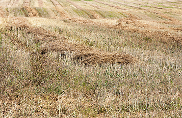 Image showing Straw rapeseed