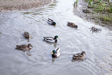 Image showing Water in the lake