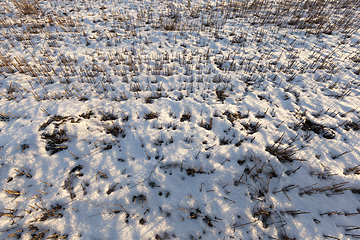 Image showing field covered with snow