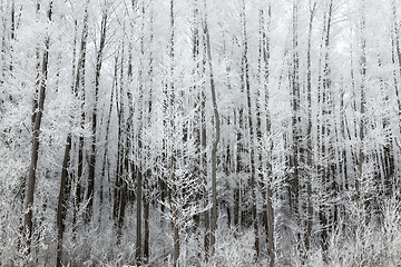 Image showing Trees in the frost