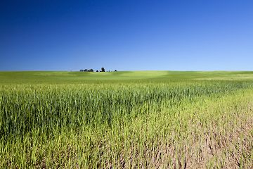 Image showing Field with cereal