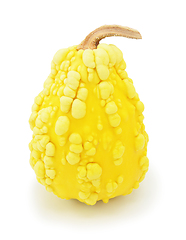Image showing Tall ornamental warted gourd with yellow skin 