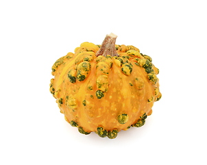 Image showing Lumpy, warted ornamental gourd with orange and green markings