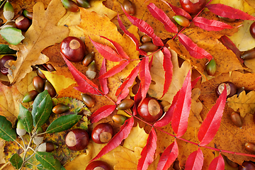 Image showing Bright autumn leaves, conkers and evergreen oak acorns backgroun