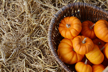 Image showing Deep orange mini pumpkins in a woven basket 