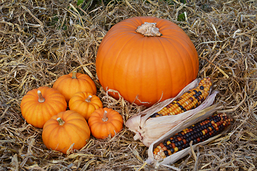 Image showing Five mini pumpkins and ornamental corn cobs with a pumpkin 