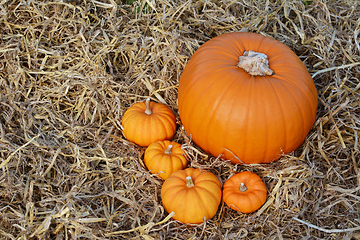 Image showing Four autumnal mini pumpkins with a large pumpkin