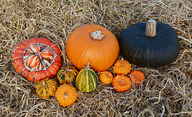 Image showing Group of large and small pumpkins and gourds 