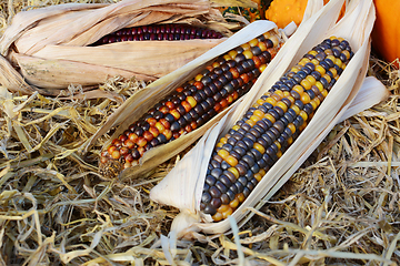Image showing Three cobs of ornamental corn on a bed of straw