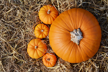 Image showing Large autumn pumpkin with four mini gourds 