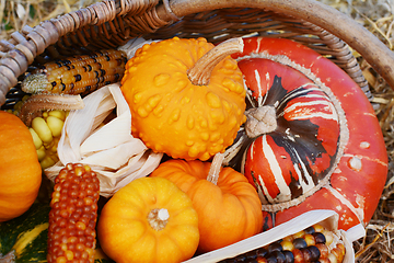 Image showing Gourds and Fiesta sweetcorn cobs with turban squash