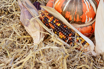 Image showing Beautiful multi-coloured Indian corn cob with a turban squash 