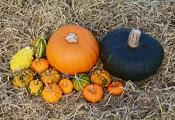 Image showing Orange pumpkin and green gourd with unusual warted ornamental go