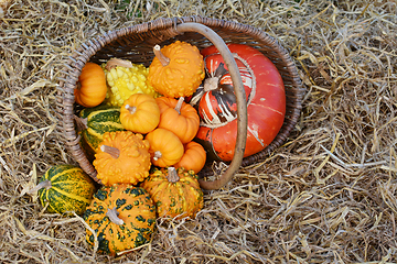 Image showing Rustic basket of small warted gourds with a turban gourd 