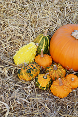 Image showing Ornamental warted gourds around a large pumpkin