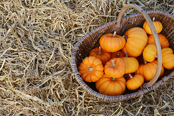 Image showing Rustic woven basket filled with harvest of mini pumpkins