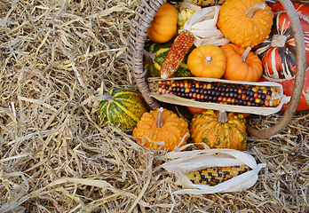 Image showing Woven basket of Thanksgiving gourds and squash with flint corn
