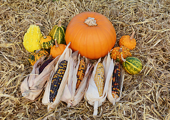 Image showing Ripe pumpkin surrounded by ornamental gourds and Indian corn cob