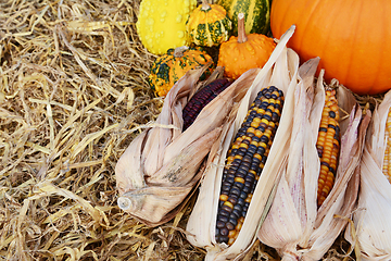 Image showing Indian corn cobs with fall ornamental gourds and a pumpkin