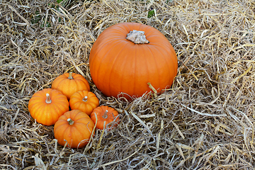 Image showing Five mini pumpkins with a large pumpkin at Thanksgiving