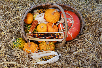 Image showing Fall selection of ornamental gourds and corn spilling from baske