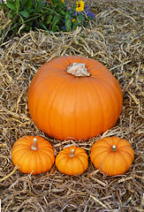 Image showing Three mini pumpkins in front of pumpkin in flower garden