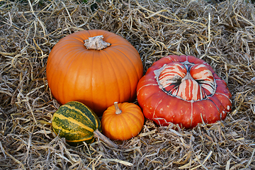 Image showing Fall gourds and squashes with orange pumpkins 