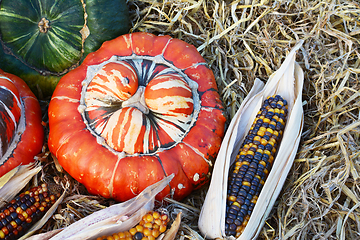 Image showing Striped Turks Turban gourd with ornamental Fiesta sweetcorn