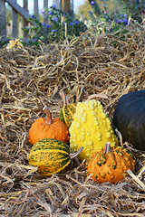 Image showing Orange, green and yellow ornamental gourds in a rural garden