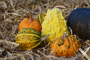 Image showing Warted and ornamental gourds on fresh straw