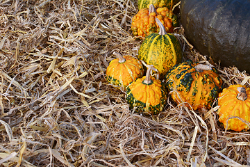 Image showing Orange and green warted gourds in autumn 