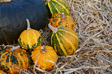 Image showing Orange and green ornamental gourds against dark green gourd