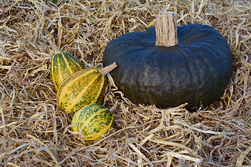 Image showing Three striped ornamental gourds with a large green squash