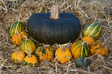 Image showing Large dark green squash surrounded by warted gourds 