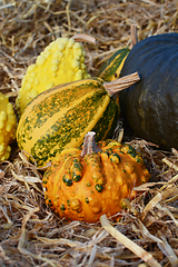 Image showing Orange and green warted gourd in front of ornamental gourds