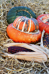 Image showing Red ornamental maize cob in front of Turks Turban gourds