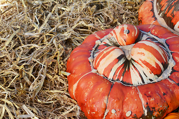 Image showing Fall Turks Turban gourd with a deep orange cap on straw