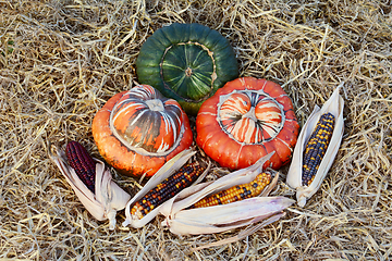 Image showing Autumnal display of Turks Turban gourds and ornamental sweetcorn