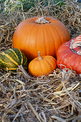 Image showing Thanksgiving mini pumpkin with gourds and squashes 