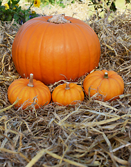Image showing Three mini pumpkins in front of pumpkin in a garden 