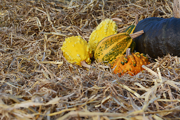 Image showing Yellow, green and orange ornamental gourds with a large squash 