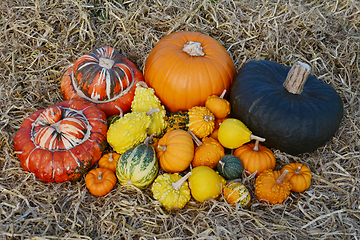 Image showing Big pile of fall squashes, pumpkins and ornamental gourds