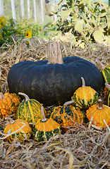 Image showing Dark green squash with selection of autumnal warted gourds